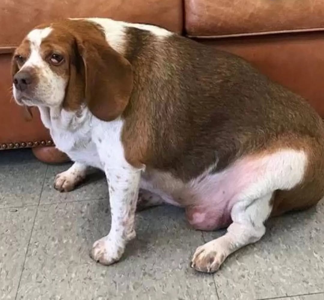 Dog Was Almost Put Down For Being Too Chubby
