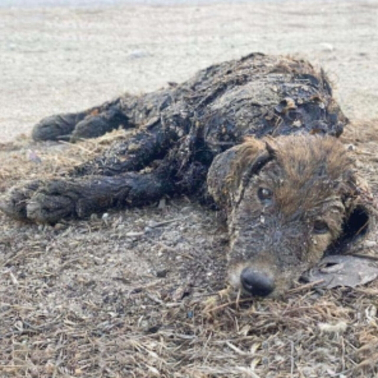 In a forgotten alley, a blind and deaf dog lay covered in oil, barely holding on… Yet her spark of hope never faded.