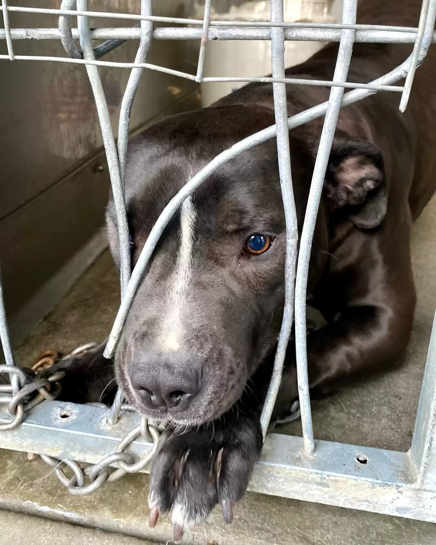 Shelter Dog Pushes Through Kennel Bars Hoping Someone Will Notice Her