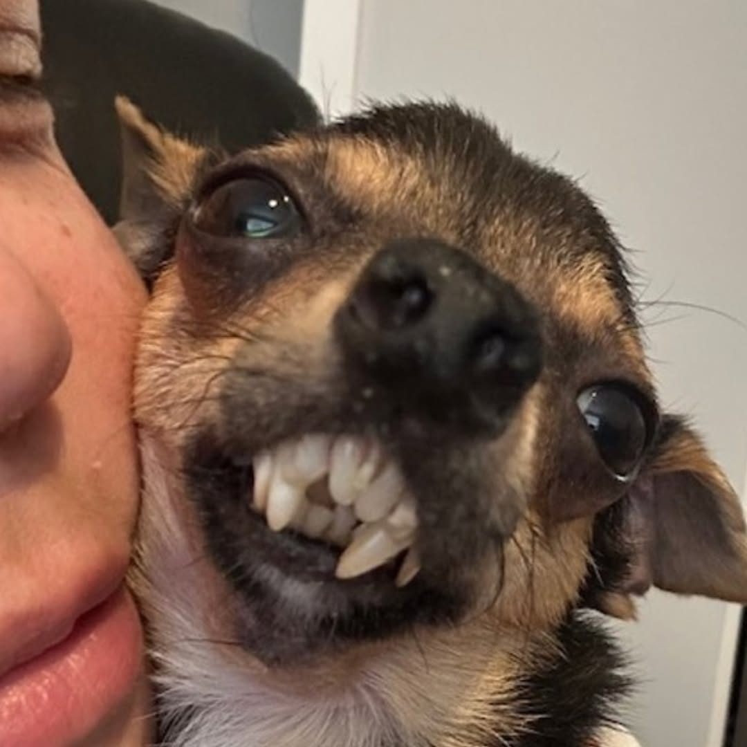 Rescue Dog With Vampire Smile Loves To Nibble On His Family
