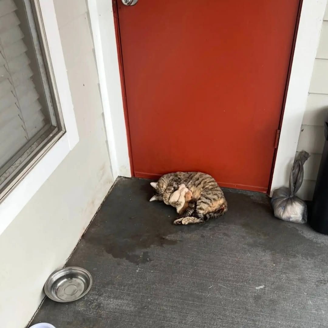 Neighbor Sees Cat Give Birth On Apartment Doorstep — And Saves The Whole Family