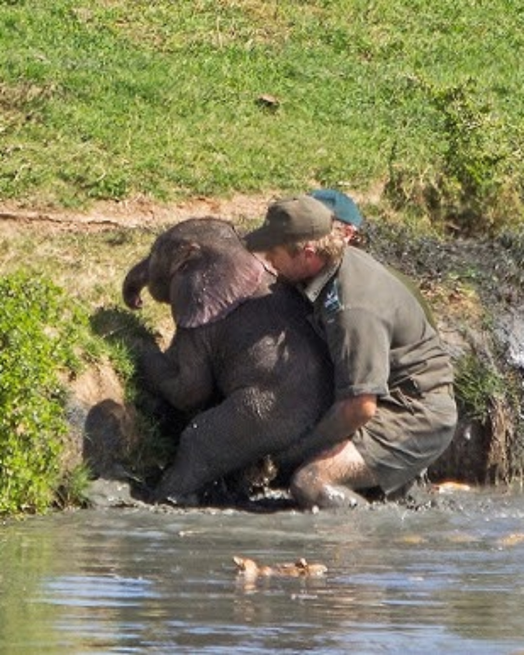 A Brave Rescue: Man Saves Baby Elephant from Drowning