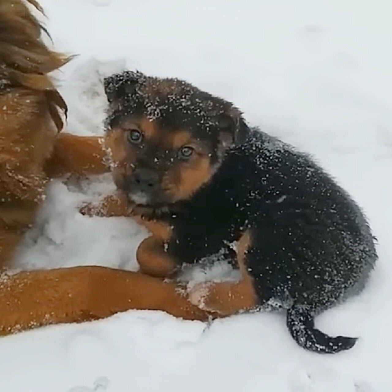 Her Whole Life is Sad, Living Hard And Giving Birth Under The Cold Snow