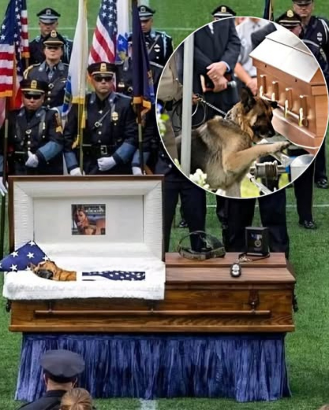 “Texas Police Dog Laid to Rest, Mother K9 Offers Final Tribute”.