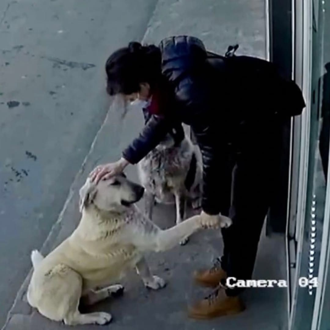 Camera Catches Nice Woman Stopping To Show Stray Dogs That They Matter, Too