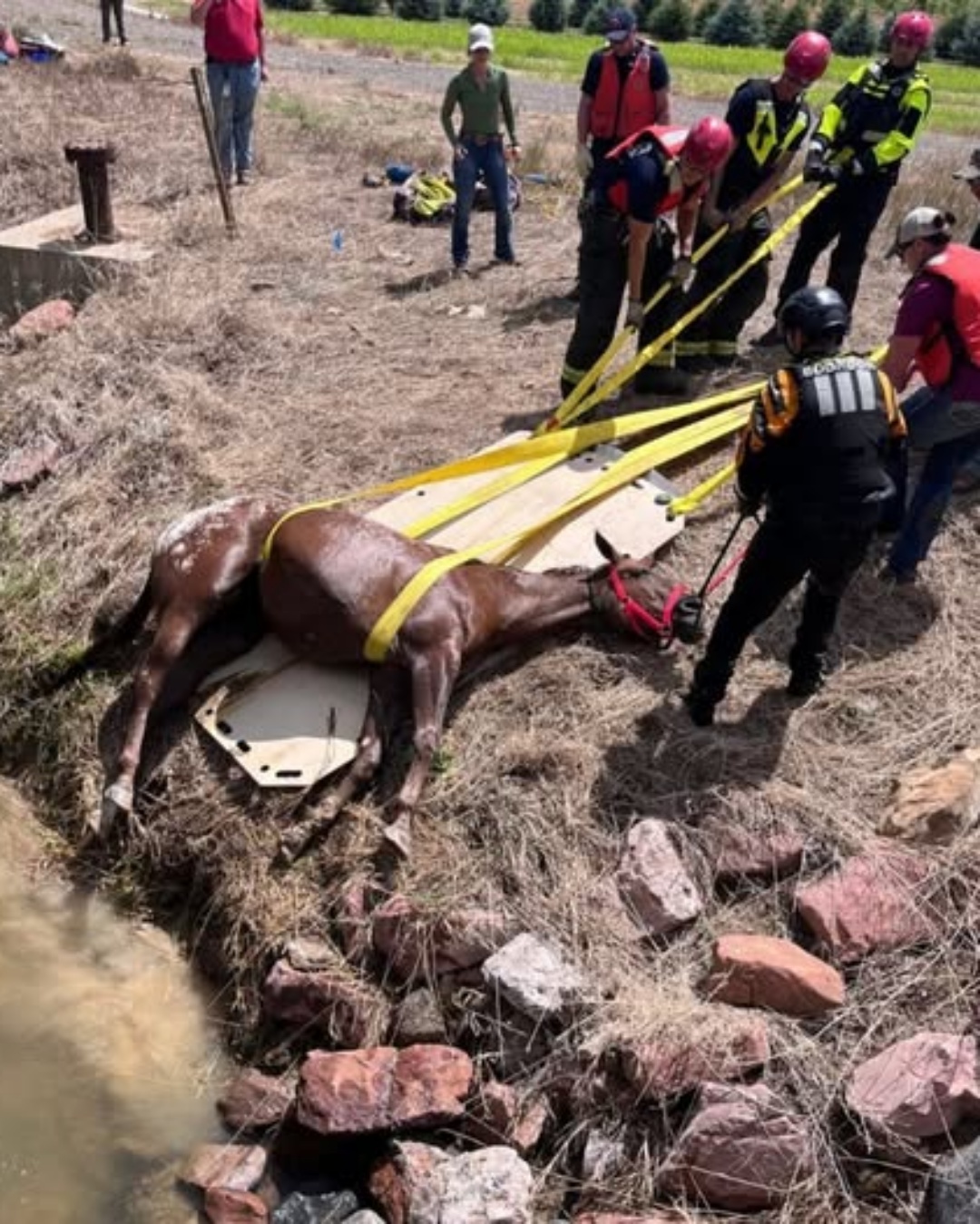 Heroes in Uniform: Colorado Firefighters Save Blind Horse from Drowning.801