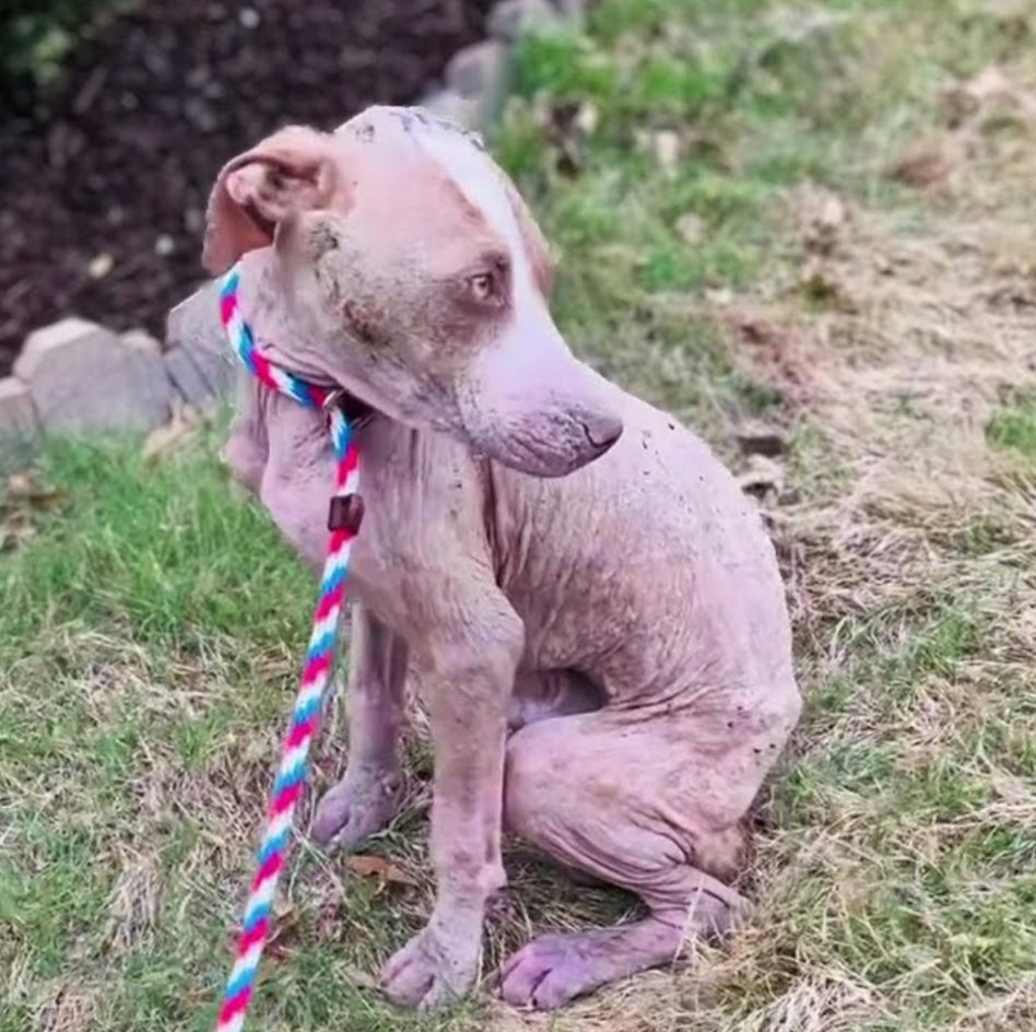 From Chains to Cherished: A Dog’s Incredible Path to Freedom and Love