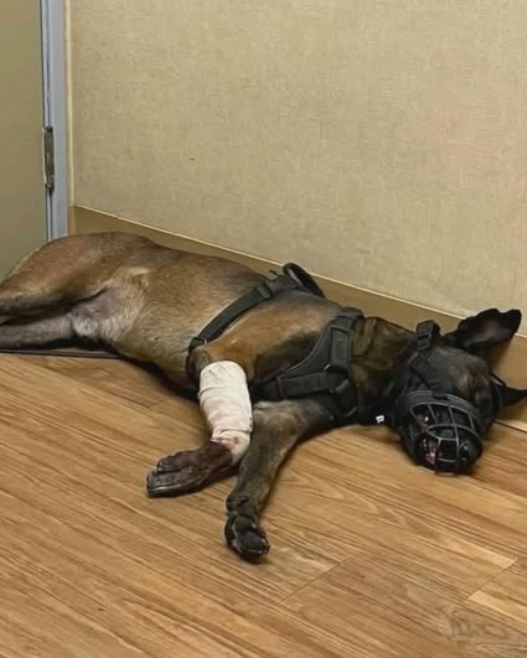 A Hero’s Rest: K-9 Troy’s Silent Sacrifice.