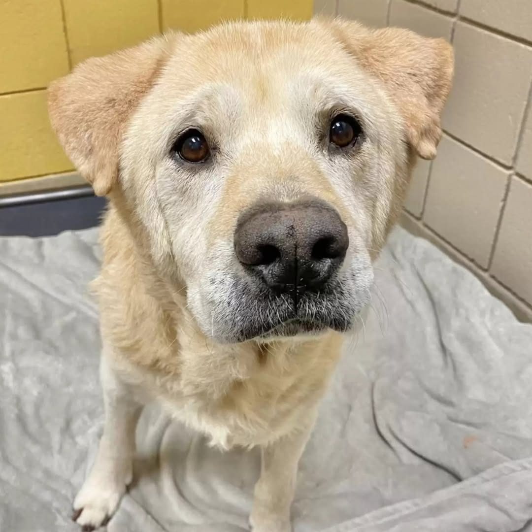Senior Dog With ‘Teddy Bear Face’ Doesn’t Know Why He’s Been Returned To Shelter 7 Times