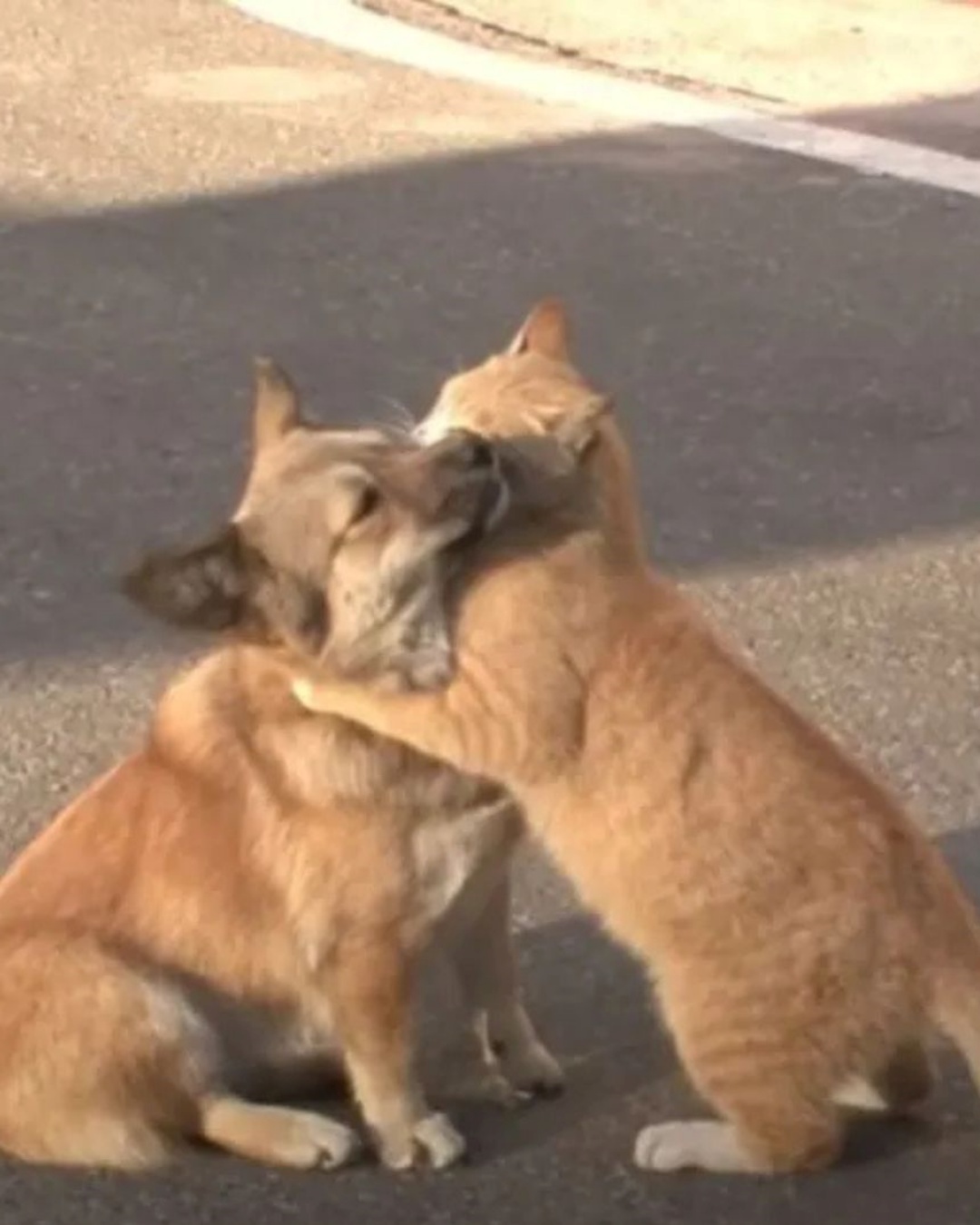 When a Stray Cat Chose to Comfort a Lonely Dog.