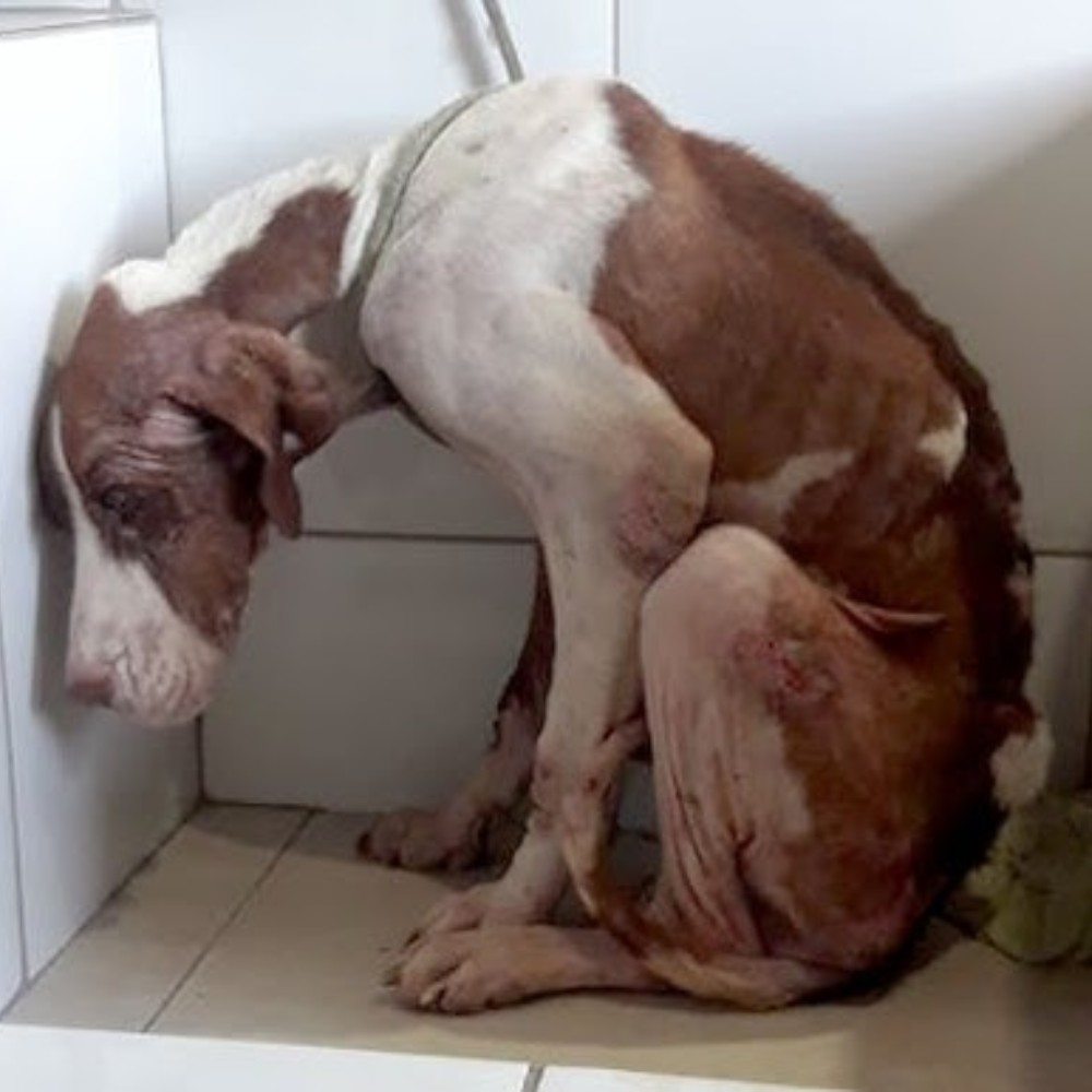 “Please don’t hit me anymore… I don’t have the strength to hold on any longer…”.hi