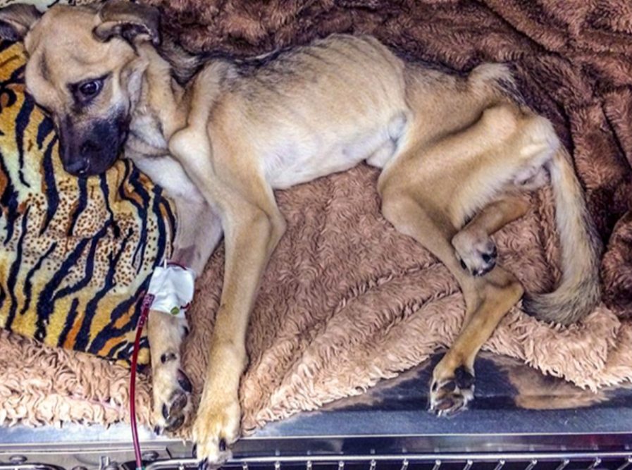 Star.ving To The Bri.nk Of D.ealth, Rescua Dog Un.dergoes ‘Mira.cle’ Transformation