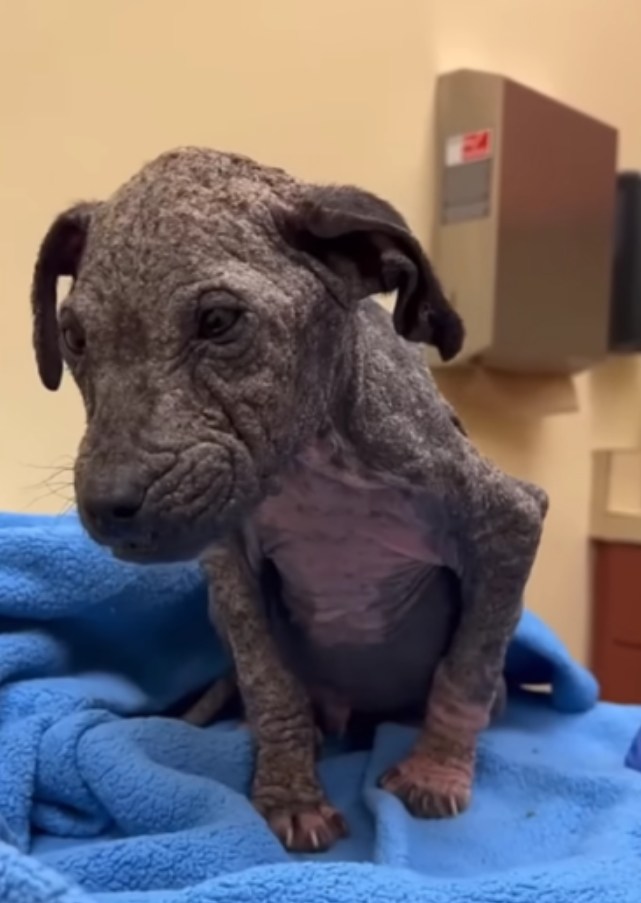 From Storm to Sunshine: Thunder’s Incredible Journey to a Forever Home