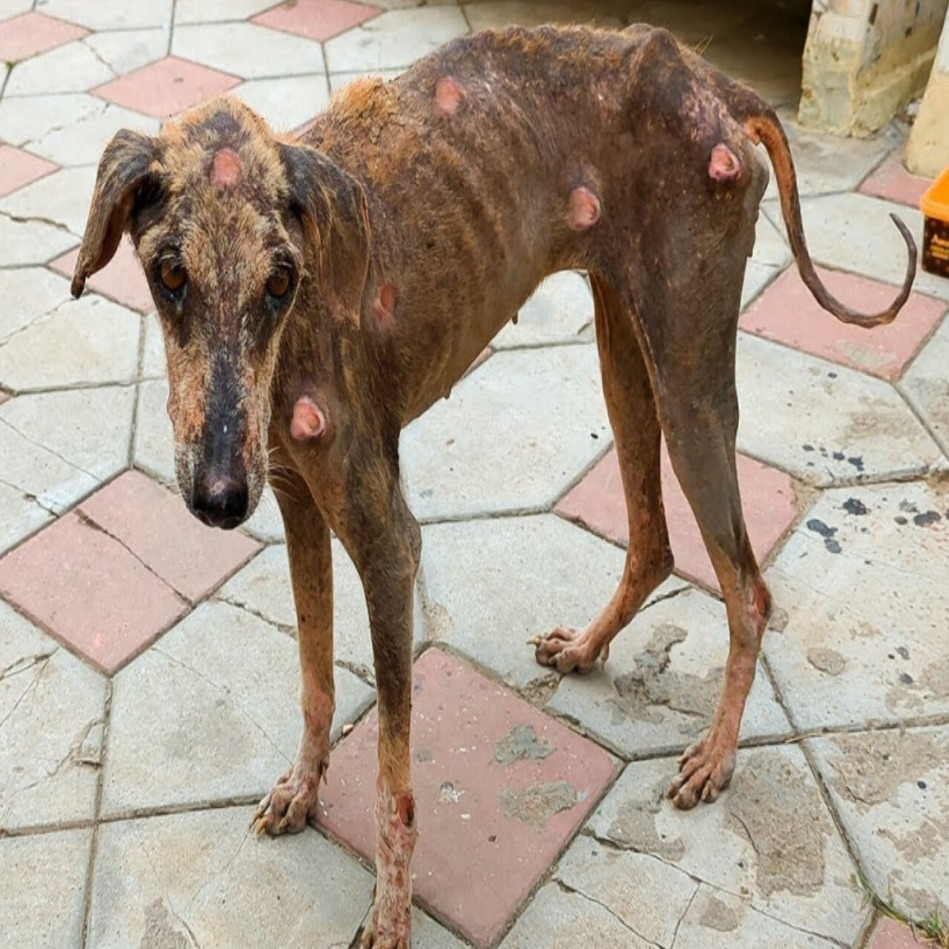 Witness the remarkable transformation of a street dog.