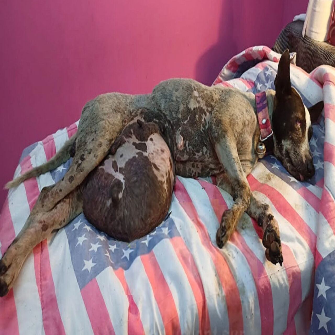 A Skeleton Covered in Skin, She Was Found Collapsed and Waiting to Die. You Won’t Believe It’s the Same Dog Today.