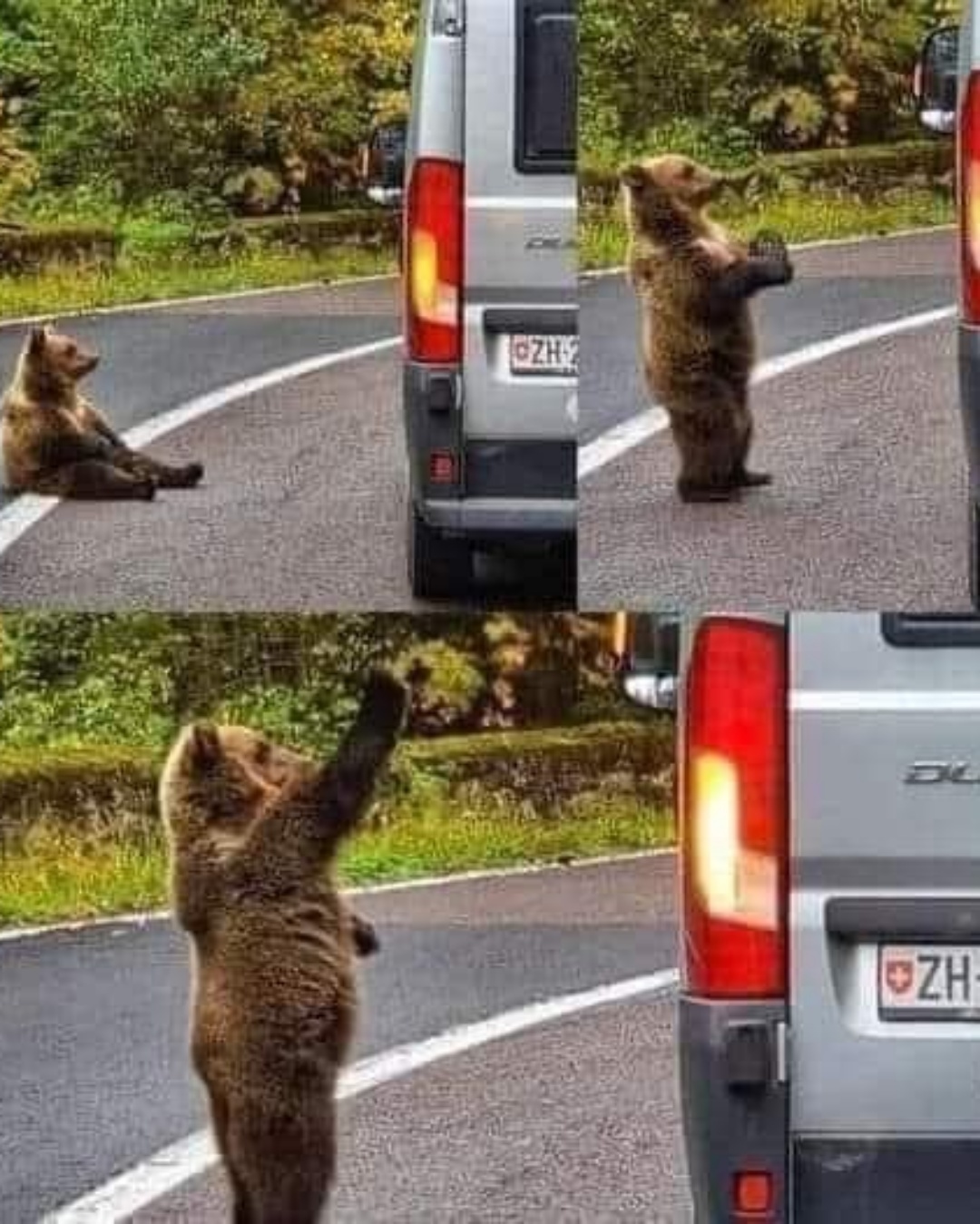 A Banana, A Bear, and an Unforgettable Moment ❤️.