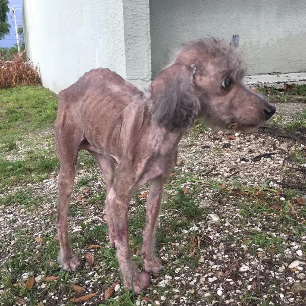 The rescue of an invisible dog: from abandonment to hope.