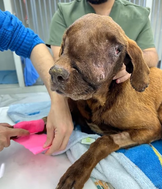 Dog with Giant Tumor Collapses in Agony—One Woman’s Compassion Saves His Life