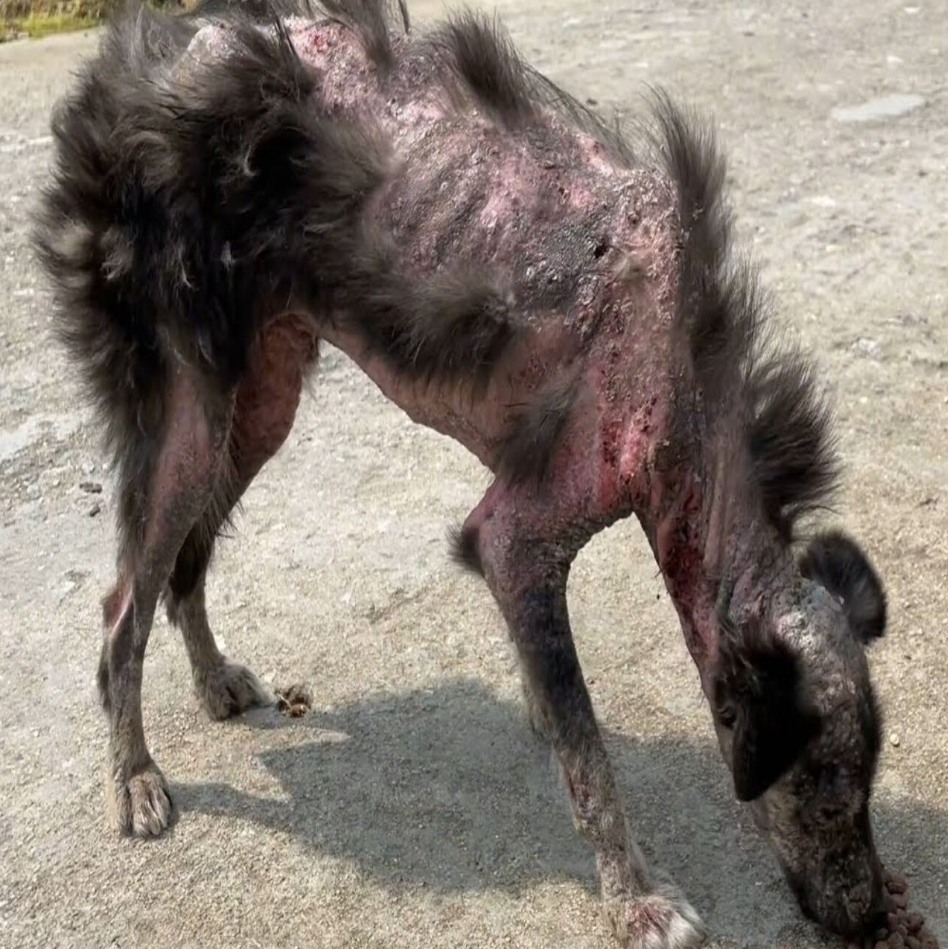 Stray Dog’s Inspiring Fight for Survival in a World of Cruelty