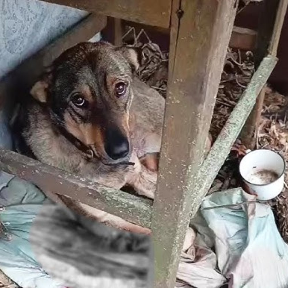 From the silence of abandonment to hope: the miracle of a chained dog.