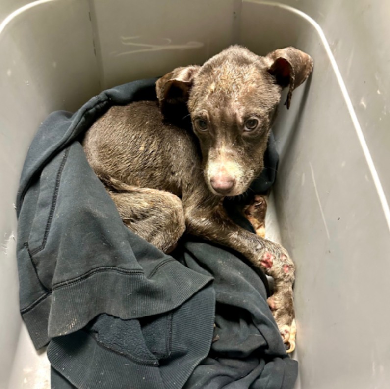 How One Puppy Survived Six Days of Agony And Found Hope In A Forever Home