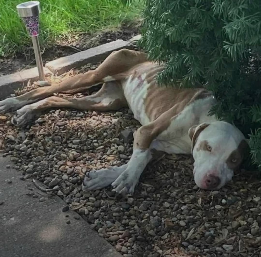 Starving Stray Dog Thought She’d Reached The End — Then Came A New Beginning