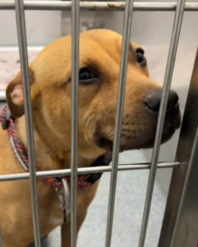 Texas Shelter Dog’s Hopeful Smile Wins Hearts And Leads Her To A Forever Home
