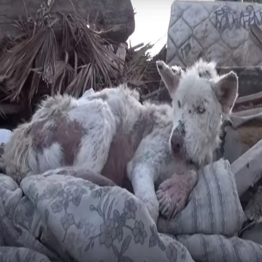 Resilient Pup Miley Finds Hope and Friendship After Heartbreaking Rescue