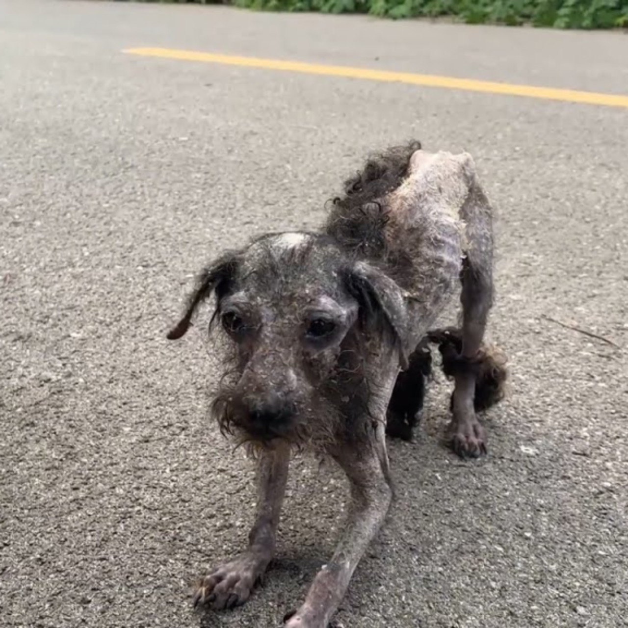 Stray Dog’s Remarkable Transformation: From Malnourished Wanderer to Hopeful Survivor