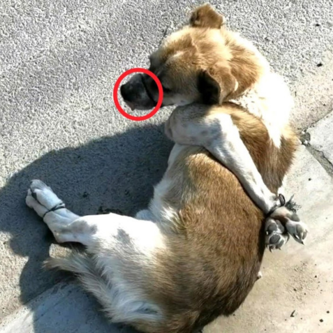 Rescued Labrador Brings New Joy: A Journey from Tragedy to Healing and Hope