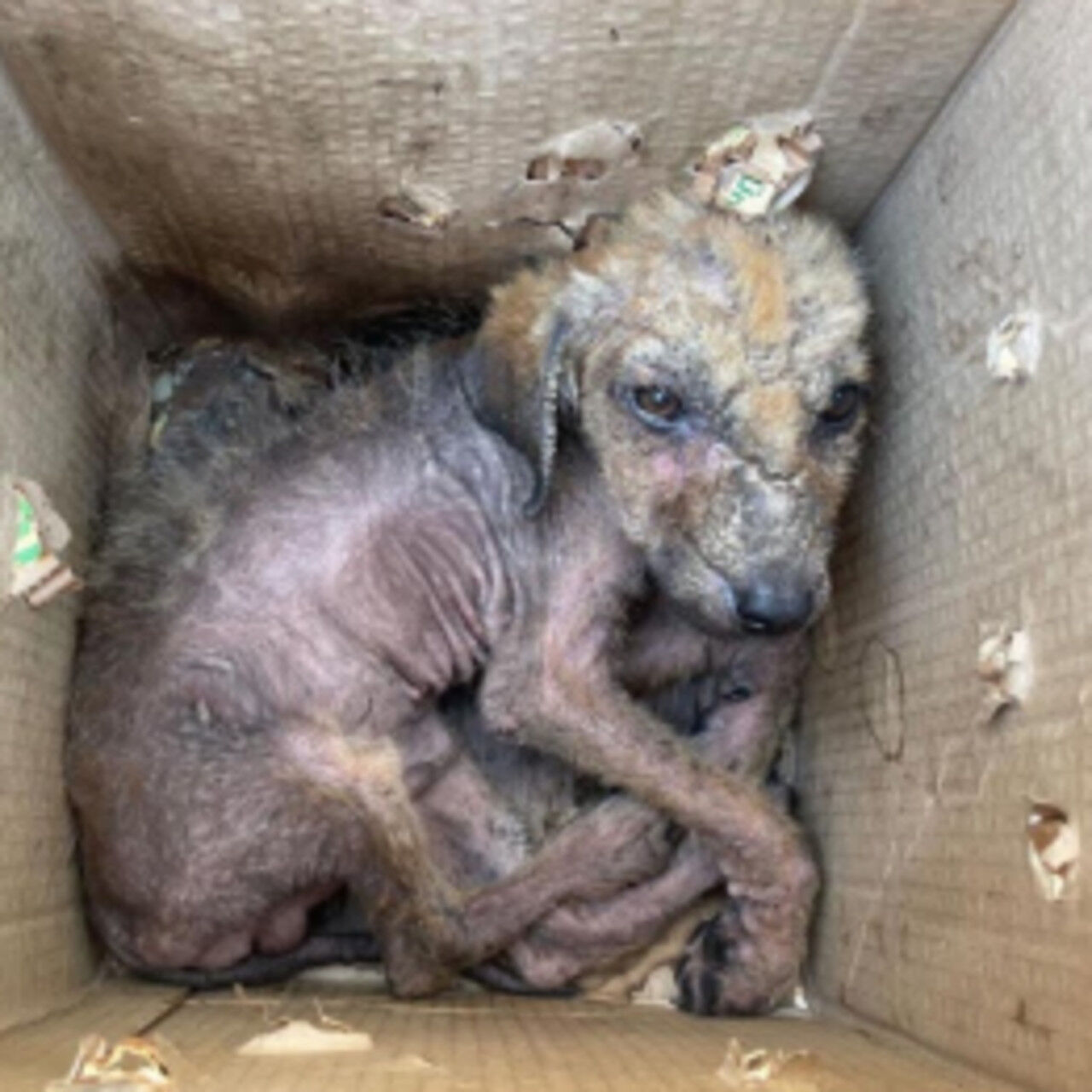 From Trash to Triumph: Abandoned Dog’s Inspiring Journey to Recovery and Love