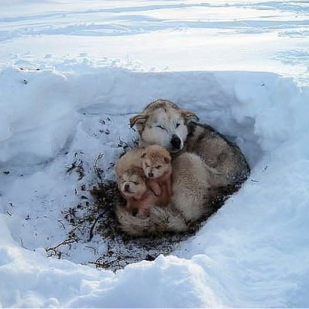 The miracle in the snow: a mother who refused to give up.