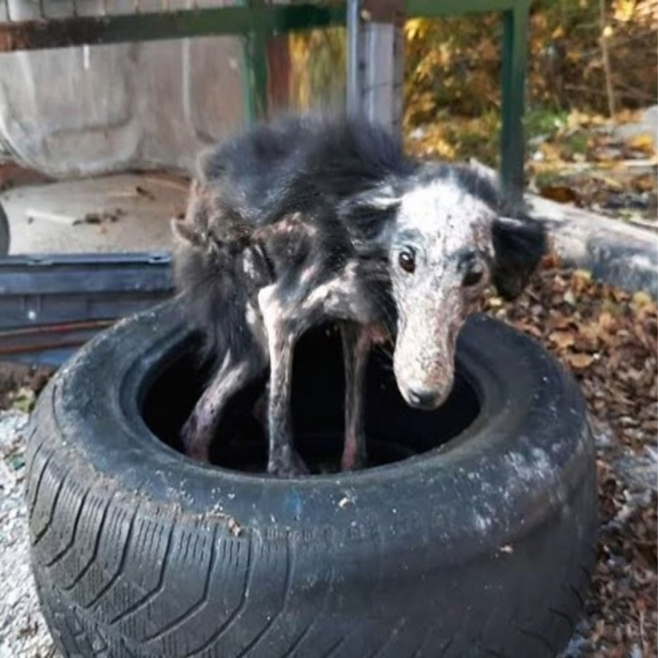 From Tire Shelter to Loving Home: Nevi’s Inspiring Transformation with a Kind Man’s Help