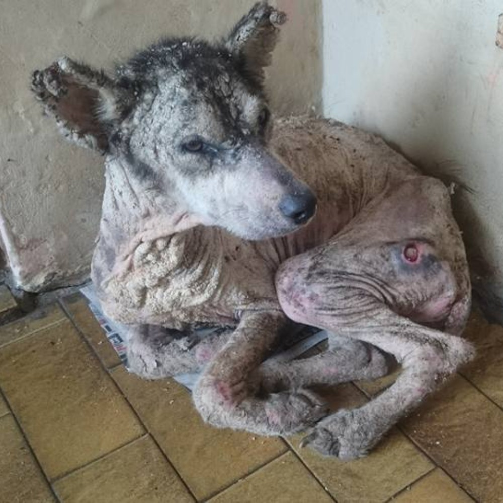 From absolute oblivion to rebirth: the second chance of an invisible dog