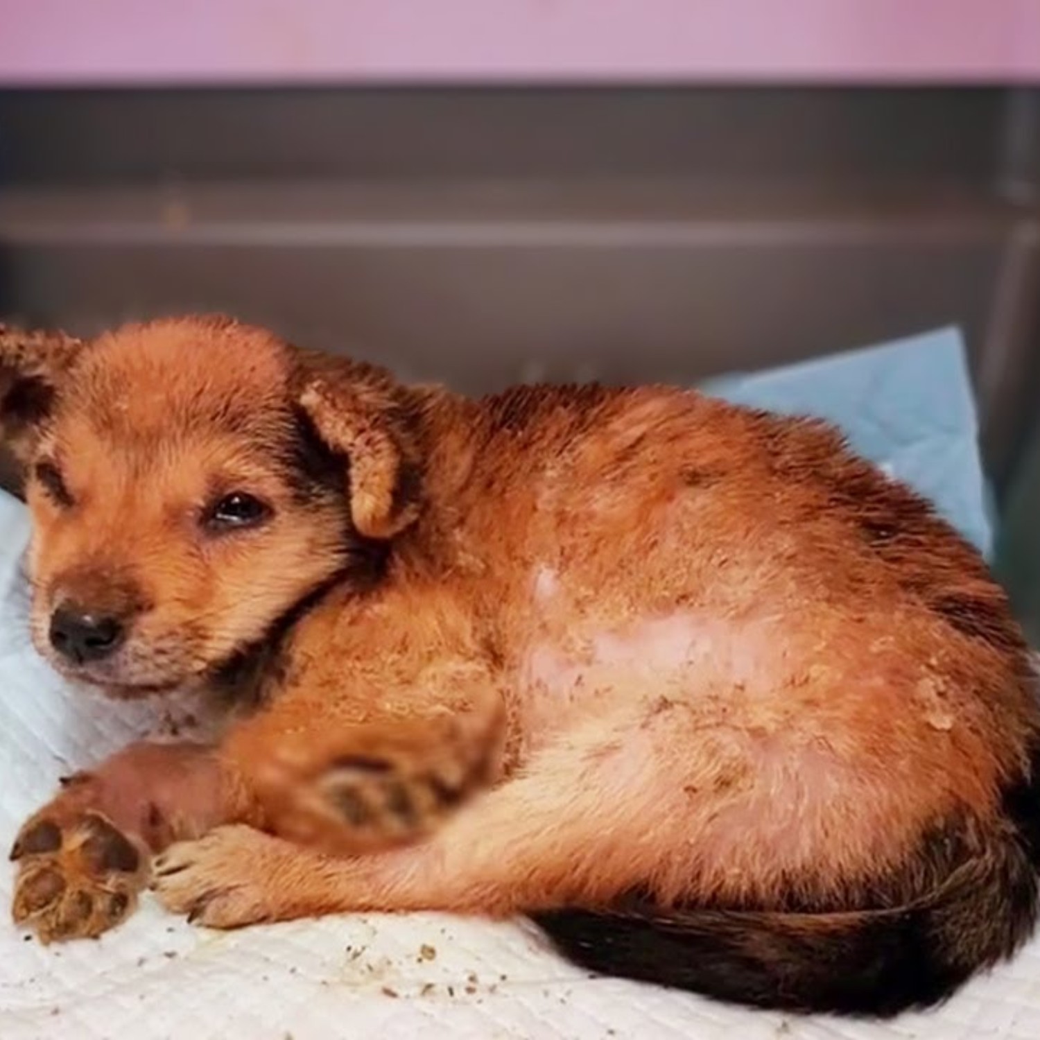 Only 1.5 Months Old, Abandoned After a Trend — Her Condition Broke Everyone’s Heart