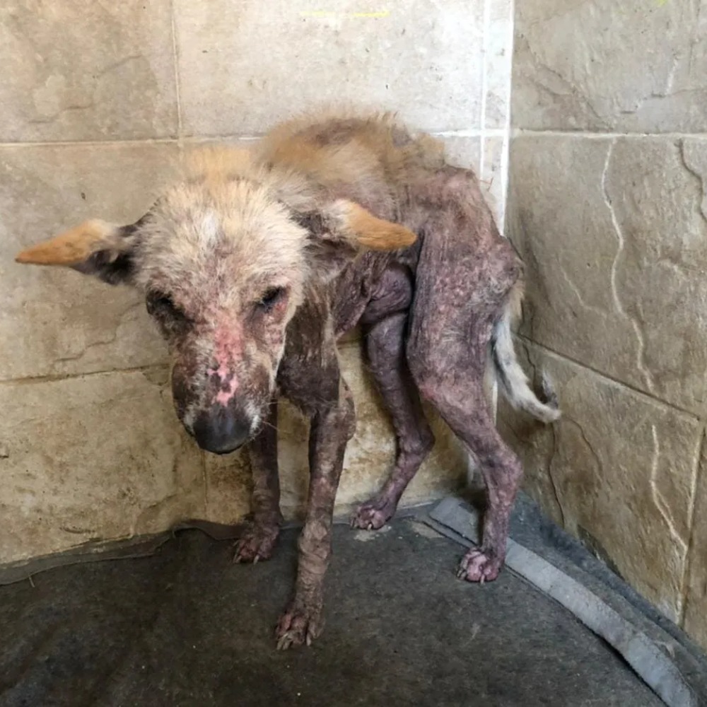 “I’ve endured this for too long… please save me from this pain…”