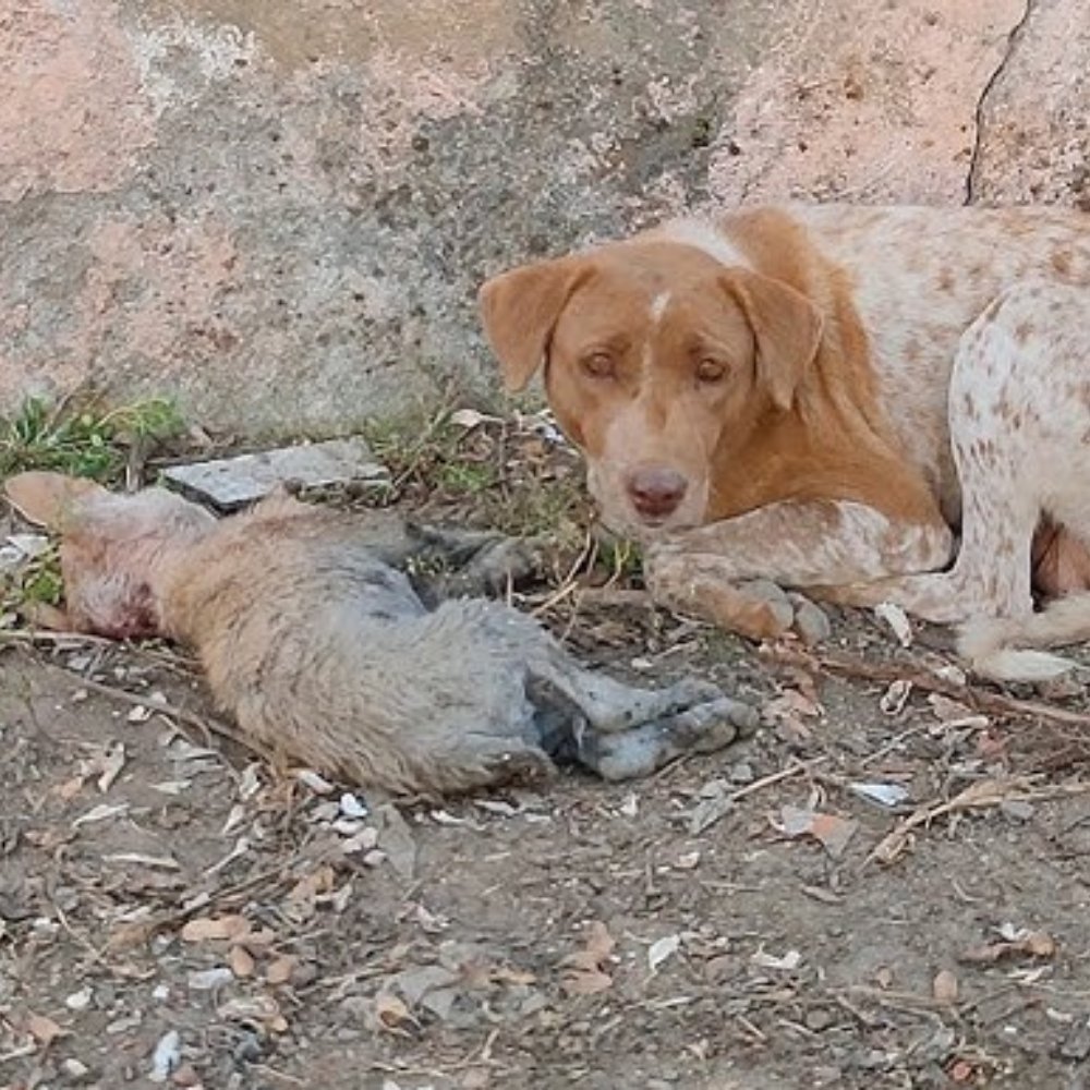 “Don’t leave me alone… I’m so scared…”