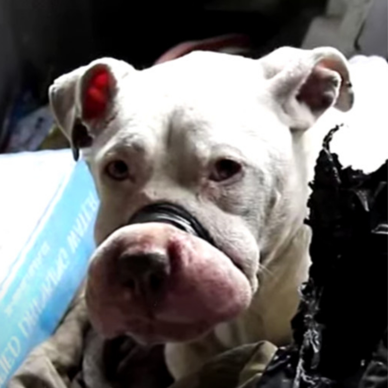 From Landfill to Love: Mira the Rescued Pit Bull Finds Hope and Healing