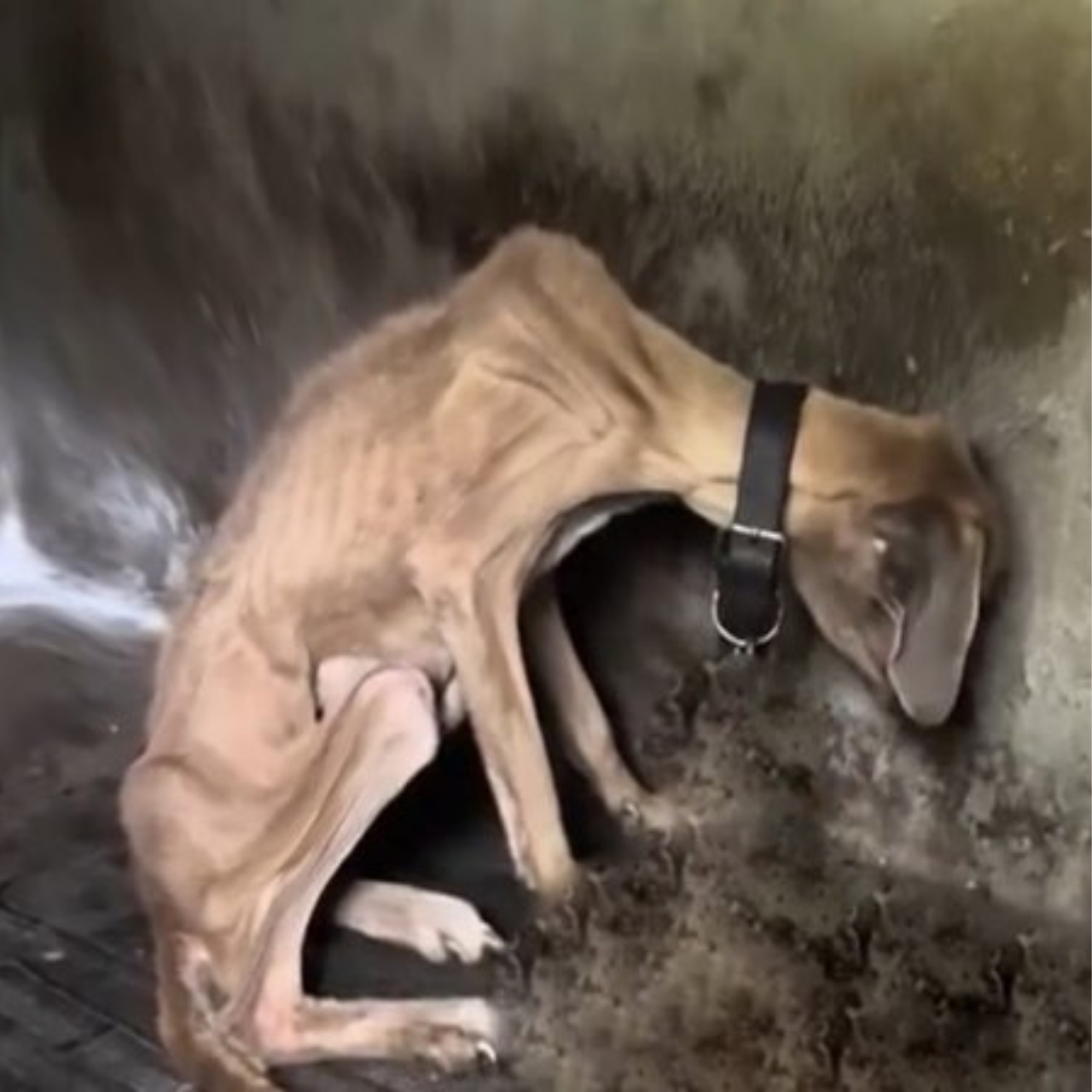 Resilient Mother Dog and Her Puppies Begin New Life After Heartwarming Rescue