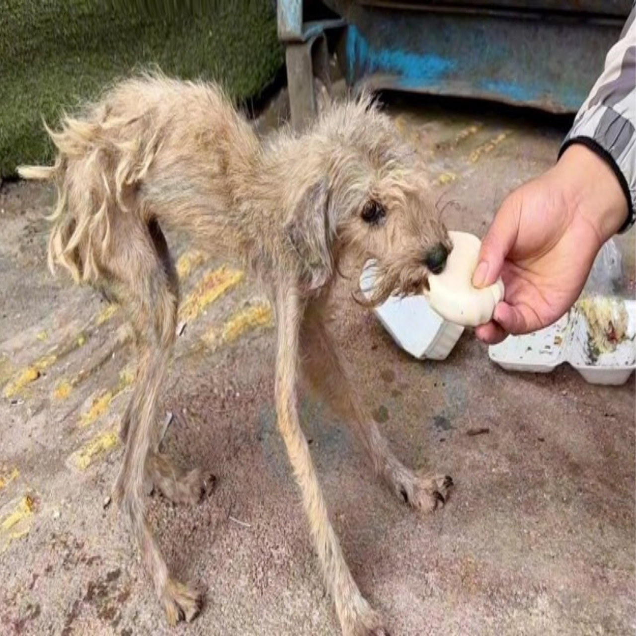 Stray to Saved: How One Act of Kindness Transformed a Desperate Dog’s Life