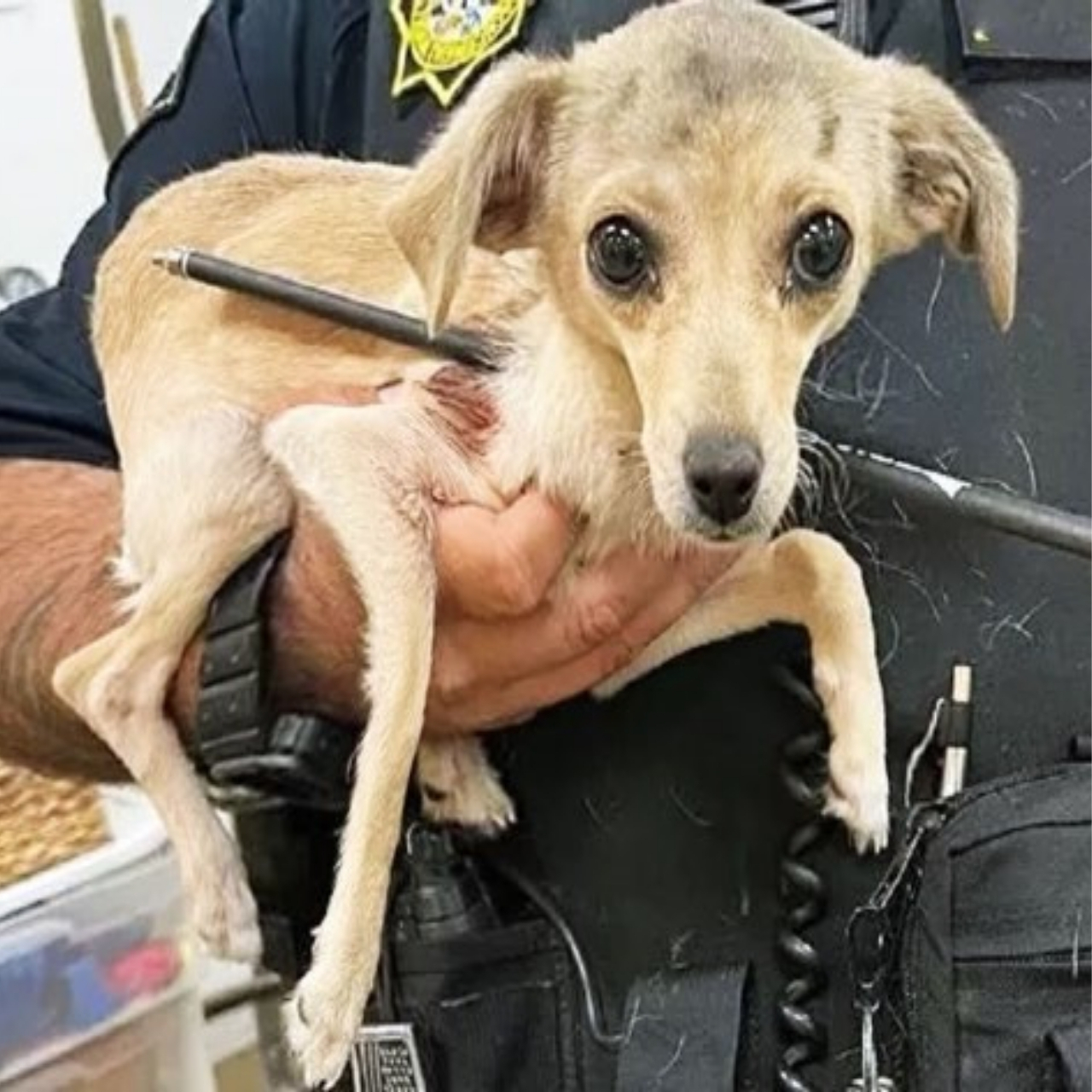 Heroic Rescue Saves Injured Puppy Lucky: A Heartwarming Tale of Survival and New Beginnings