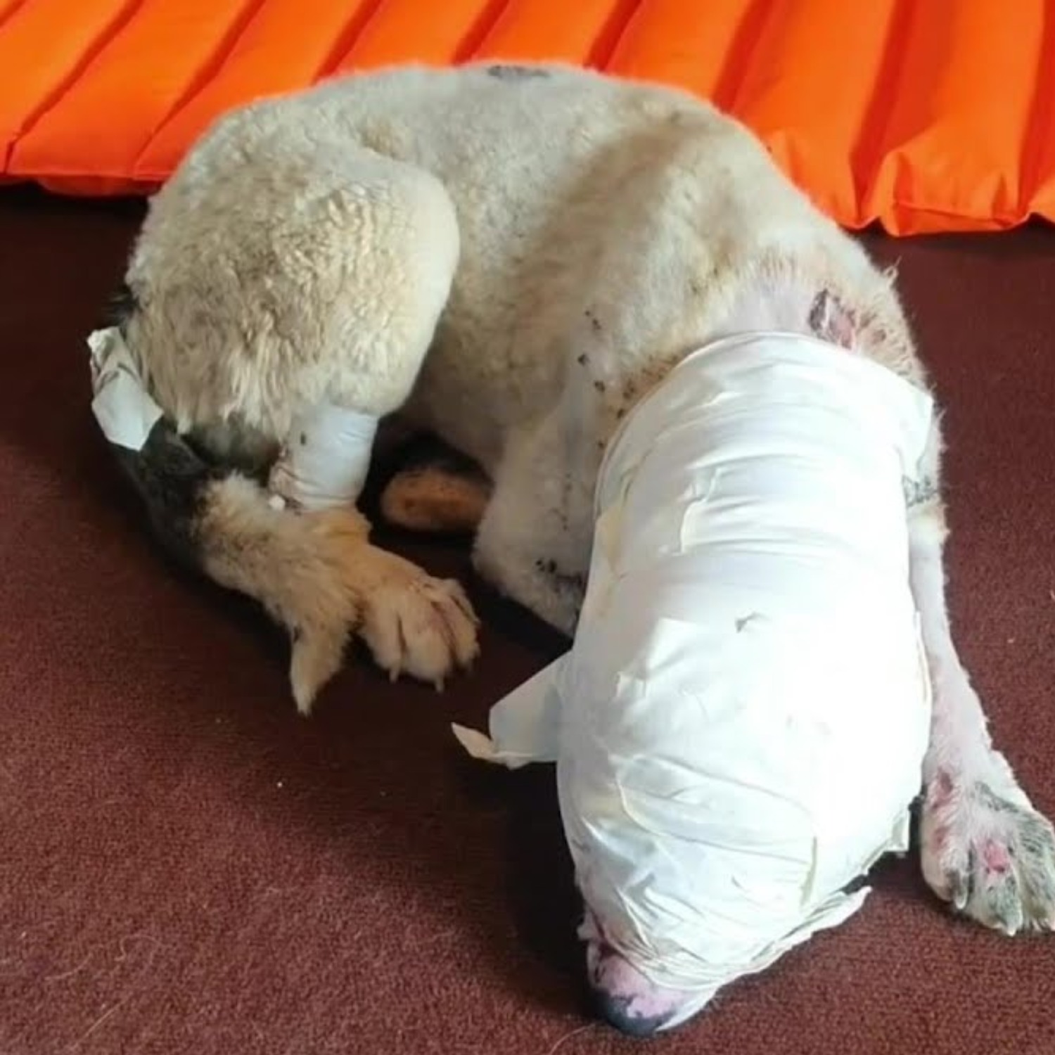 I Burst Into Tears—What He Suffered at the Hands of Heartless People Was a Heartbreaking Nightmare!