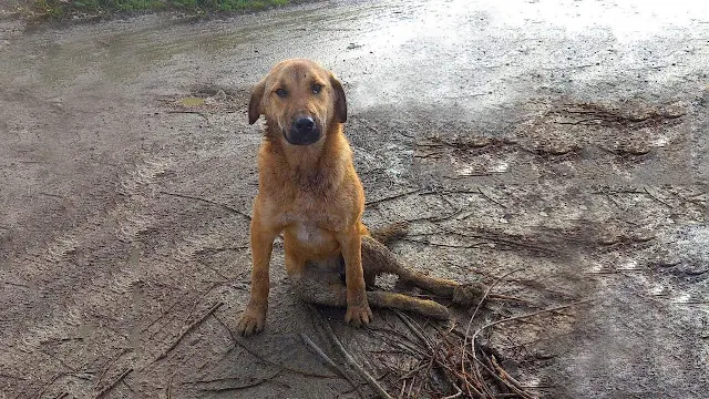 Maria, She Dragged Her Heavy Body Under The Cold Weather For Days