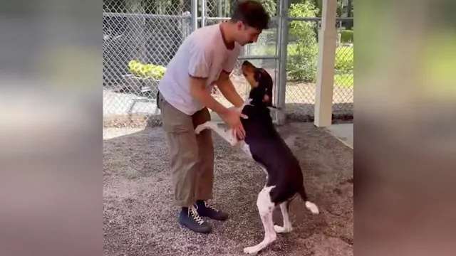 Noisy Shelter Dog Can’t Believe His Eyes When He Meets His Dad Once More