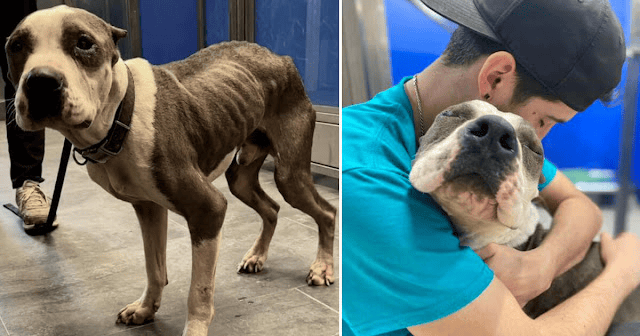 Rescued Shelter Dog Gives Affectionate Hugs to All Who Helped Him