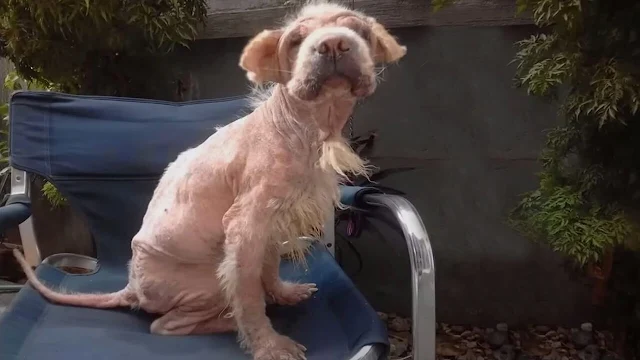 Dog Chained Outside for Years Makes Incredible Transformation After Rescue