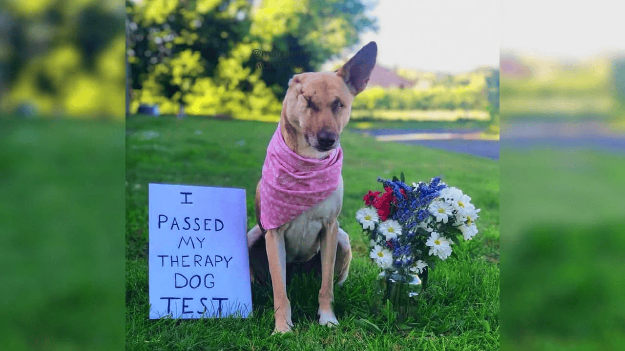 Maggie, the Pregnant Dog Who Was Shot 17 Times, Is Now a Therapy Dog and Loves to Make People Smile!