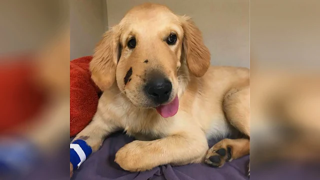 Meet Todd, the Brave Golden Retriever Who Saved His Owner from a Rattlesnake Bite