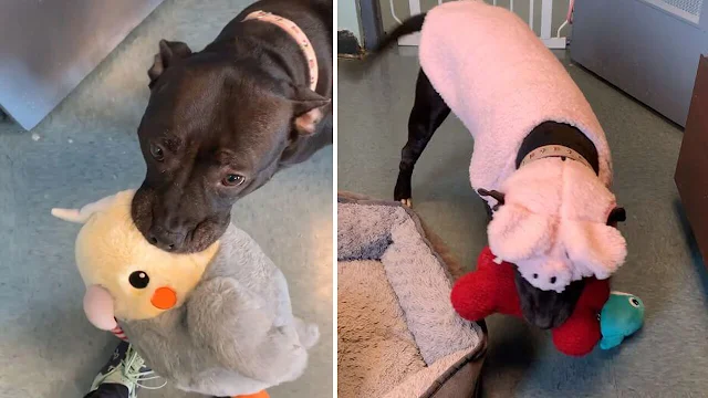Stray Pit Bull Finds Comfort In Her Plush Toy Collection While Waiting For A Forever Home
