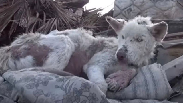 Dog Found in Garbage Now Revels in the Company of a Kindred Friend